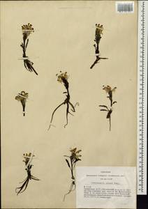 Pedicularis oederi Vahl, Siberia, Altai & Sayany Mountains (S2) (Russia)