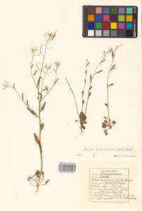 Arabidopsis lyrata subsp. kamchatica (Fisch. ex DC.) O'Kane & Al-Shehbaz, Siberia, Russian Far East (S6) (Russia)