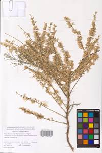 Tamarix octandra (M. Bieb.) Bunge, Eastern Europe, Lower Volga region (E9) (Russia)