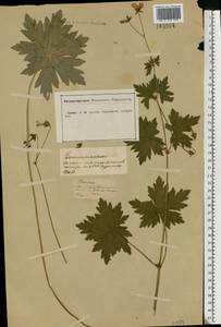 Geranium palustre L., Eastern Europe, Central forest-and-steppe region (E6) (Russia)