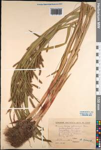 Carex jaluensis Kom., Siberia, Russian Far East (S6) (Russia)