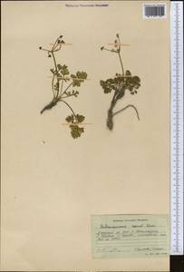 Aulacospermum roseum Korovin, Middle Asia, Pamir & Pamiro-Alai (M2) (Kyrgyzstan)