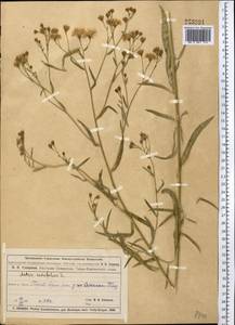 Tripolium pannonicum (Jacq.) Dobrocz., Middle Asia, Muyunkumy, Balkhash & Betpak-Dala (M9) (Kazakhstan)