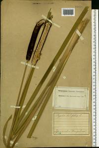 Typha latifolia L., Eastern Europe, Central forest region (E5) (Russia)