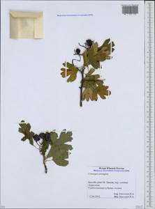 Crataegus pentagyna Waldst. & Kit. ex Willd., Caucasus, South Ossetia (K4b) (South Ossetia)