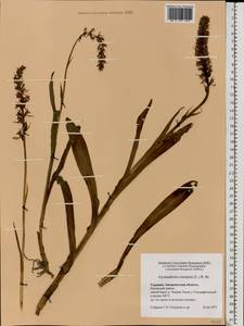 Gymnadenia conopsea (L.) R.Br., Eastern Europe, West Ukrainian region (E13) (Ukraine)