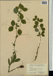 Lathyrus rotundifolius Willd., Crimea (KRYM) (Russia)