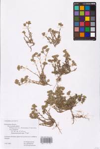 Scleranthus perennis L., Eastern Europe, Central region (E4) (Russia)