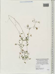 Vicia tetrasperma (L.)Schreb., Eastern Europe, North-Western region (E2) (Russia)