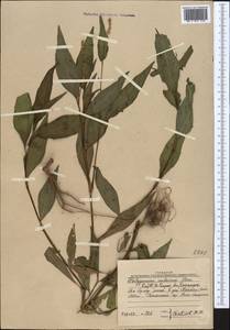 Persicaria lapathifolia (L.) Gray, Middle Asia, Western Tian Shan & Karatau (M3) (Uzbekistan)