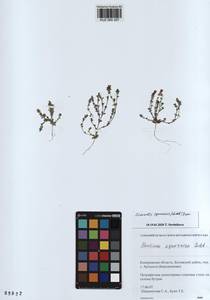 KUZ 000 307, Gentiana squarrosa Ledeb., Siberia, Altai & Sayany Mountains (S2) (Russia)
