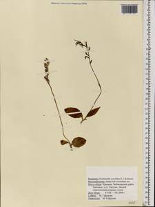 Hemipilia cucullata (L.) Y.Tang, H.Peng & T.Yukawa, Eastern Europe, Middle Volga region (E8) (Russia)