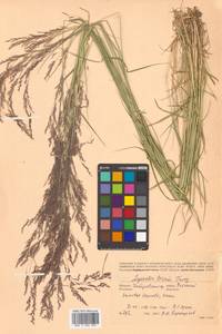 Agrostis vinealis Schreb., Siberia, Russian Far East (S6) (Russia)