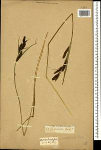 Carex acutiformis Ehrh., Caucasus, Stavropol Krai, Karachay-Cherkessia & Kabardino-Balkaria (K1b) (Russia)