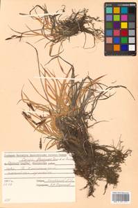 Carex flavocuspis Franch. & Sav., Siberia, Russian Far East (S6) (Russia)