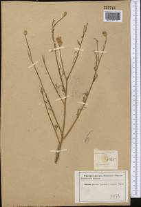 Centaurea arenaria M. Bieb. ex Willd., Middle Asia, Karakum (M6) (Turkmenistan)