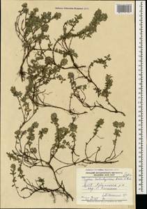 Thymus kotschyanus Boiss. & Hohen., Caucasus, Azerbaijan (K6) (Azerbaijan)