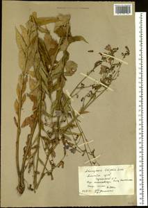 Adenophora liliifolia (L.) A.DC., Siberia, Altai & Sayany Mountains (S2) (Russia)