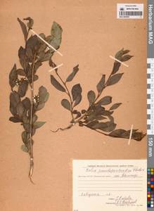 Salix pseudopentandra (Flod.) Flod., Siberia, Yakutia (S5) (Russia)