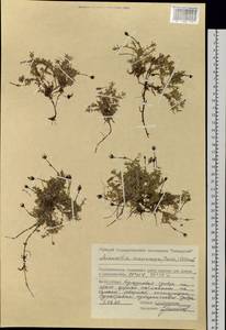 Pseudocherleria macrocarpa (Pursh) Dillenb. & Kadereit, Siberia, Central Siberia (S3) (Russia)