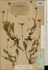 Tanacetum aureum (Lam.) Greuter, M. V. Agab. & Wagenitz, Caucasus, Armenia (K5) (Armenia)