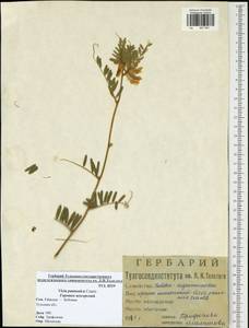 Vicia pannonica Crantz, Eastern Europe, Central region (E4) (Russia)