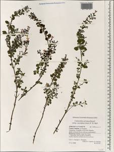Clinopodium menthifolium subsp. ascendens (Jord.) Govaerts, Africa (AFR) (Spain)