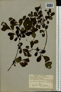 Salix myrsinifolia Salisb., Eastern Europe, Moscow region (E4a) (Russia)