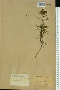 Plantago arenaria Waldst. & Kit., Eastern Europe, North Ukrainian region (E11) (Ukraine)