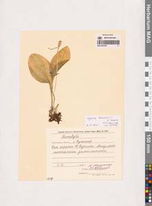 Liparis kumokiri F.Maek., Siberia, Russian Far East (S6) (Russia)