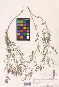 Astragalus varius S.G.Gmel., Eastern Europe, Lower Volga region (E9) (Russia)