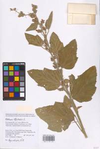 Althaea officinalis L., Eastern Europe, Rostov Oblast (E12a) (Russia)