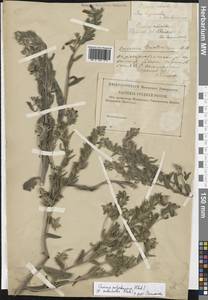 Onosma polychroma Klokov, Eastern Europe, Lower Volga region (E9) (Russia)