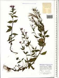 Epilobium algidum M. Bieb., Caucasus, Stavropol Krai, Karachay-Cherkessia & Kabardino-Balkaria (K1b) (Russia)