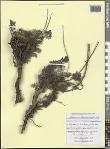 Artemisia chamaemelifolia Vill., Caucasus, Stavropol Krai, Karachay-Cherkessia & Kabardino-Balkaria (K1b) (Russia)