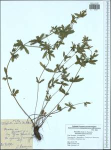 Potentilla erecta (L.) Raeusch., Eastern Europe, Central region (E4) (Russia)