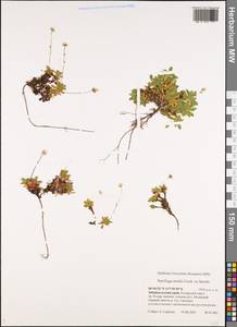 Micranthes merkii subsp. merkii, Siberia, Baikal & Transbaikal region (S4) (Russia)