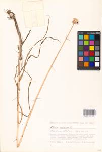 Allium sativum L., Eastern Europe, Moscow region (E4a) (Russia)