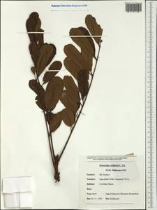 Dysoxylum roseum var. vieillardii (C. DC.) comb. ined., Australia & Oceania (AUSTR) (New Caledonia)