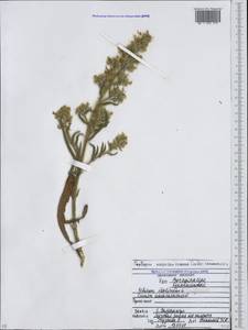 Echium italicum subsp. biebersteinii (Lacaita) Greuter & Burdet, Caucasus, North Ossetia, Ingushetia & Chechnya (K1c) (Russia)