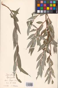 Salix alba L., Eastern Europe, Eastern region (E10) (Russia)