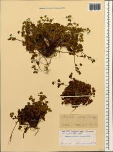 Potentilla crantzii subsp. gelida (C. A. Mey.) Soják, Caucasus, North Ossetia, Ingushetia & Chechnya (K1c) (Russia)