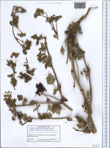 Seseli libanotis (L.) W.D.J.Koch, Caucasus, Georgia (K4) (Georgia)