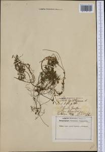 Cuscuta epithymum (L.) L., Western Europe (EUR) (Germany)