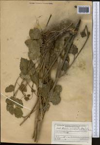 Mediasia macrophylla (Regel & Schmalh.) Pimenov, Middle Asia, Northern & Central Tian Shan (M4) (Kyrgyzstan)