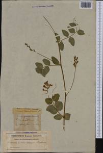Vicia dumetorum L., Western Europe (EUR) (Sweden)