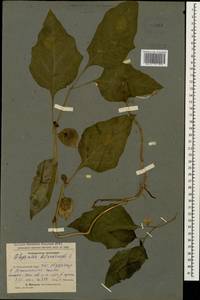 Alkekengi officinarum Moench, Caucasus, Azerbaijan (K6) (Azerbaijan)