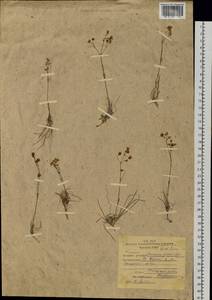 Eremogone polaris (Schischk.) Ikonn., Siberia, Western Siberia (S1) (Russia)