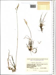 Agrostis lazica Balansa, Caucasus, Stavropol Krai, Karachay-Cherkessia & Kabardino-Balkaria (K1b) (Russia)