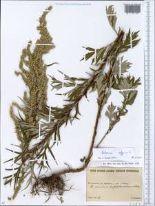 Artemisia vulgaris L., Eastern Europe, North Ukrainian region (E11) (Ukraine)